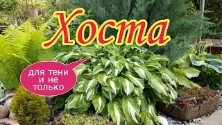 Хоста.Растение для тени и не только.Цветники в тени.Красивая дача.Сад СветаСветланы. Своими руками.