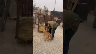 شیر ڈر گیا 😂😂😱😰😨🦁|Moeez khan|