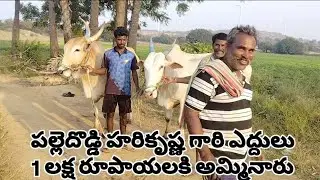 Palledoddi Harikrishna khillari bulls #comedy #beautifulfolksong #folkmusic #farming #love #funny 