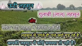 What is the difference between pink (red) Ooty garlic and white Ooty garlic? Why are the garlic leaves curling as soon as it grows?