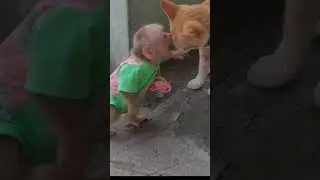 Funny video of stubborn baby monkey fighting with cat