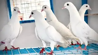 FS SUNDARI CHAMPION BLOOD 🩸LINE OF ZAIN BABA HOME 100% GRANTED & RESULTED M.9975143897 ALL🇮🇳DA