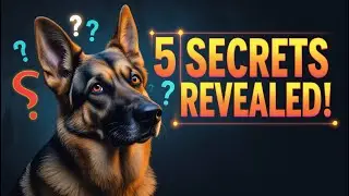 German Shepherd&rsquo;s Secret Superpowers: 5 Things They Know About You!