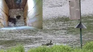 17 Wood Duck Ducklings jump from nest box