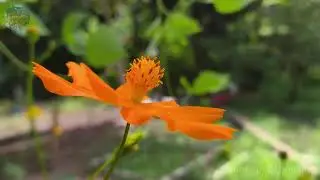 Garden Vlog A Day of Slow Living in My Lovely Little Garden