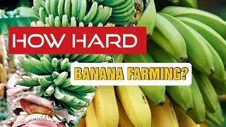 How to grow Banana?