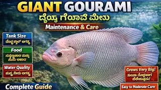 Gaint Gourami fish| Information| Maintenance and Care| FinsandWings| #gaintgourami #gouramifish
