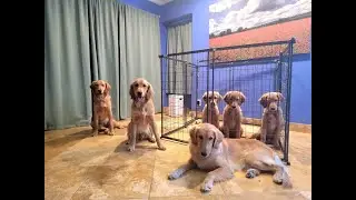 Service Dogs For Sale | Service Dog School of America