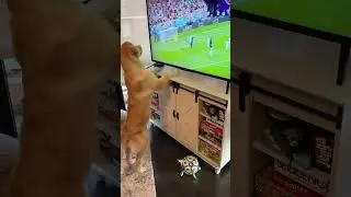 How my dog destroyed my TV! #goldenretriever