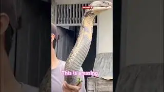 Legendary creatures #snake #mistika
