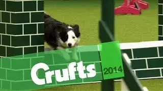 Agility | Kennel Club British Open | Small Winner | Crufts 2014