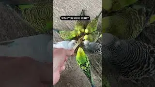 Get Closer to Budgies at Safari Niagara