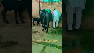 #verlshorts #farmanimals #dash #dashpay #buffalo #animal