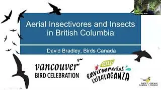 Migratory Bird Day: Aerial Insectivores and Insects