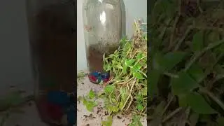 making a bioactive terrarium#shorts #intresting #art #terrarium #gardening #vial#lifehacks #plants