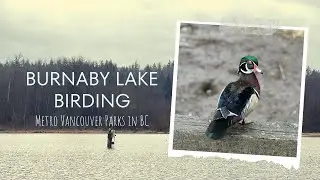 Around Vancouver | Piper Spit Burnaby Lake Birding | Relaxing Video of Family Fun