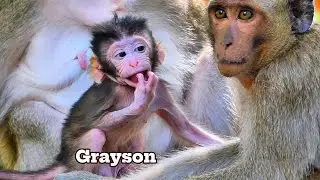 Adorable Grayson Is Growing Up Fast and Full of Playful Energy, @monkeyscorner