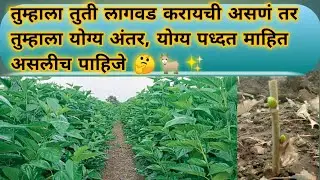 तुती लागवड कशी करायला पाहिजे तुम्ही || योग्य अंतर , योग्य पध्दत माहित असला पाहिजे || संपूर्ण माहिती