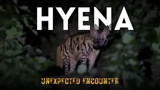 Finding a Wild Hyena in Total Darkness | Night Safari Adventure | Exploravelia Wild
