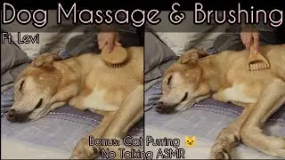 #ASMR | Dog Massage and Brushing | Ft. Levi & Purring by Phoenix | Brush & Massagers | NO TALKING