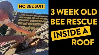 Вы бы засунули голову в улей? (Спасение пчелиной крыши)