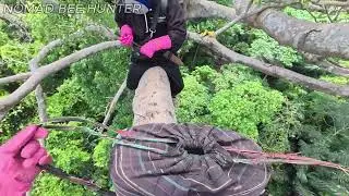 Pure Wild Honey &ndash; Why It&rsquo;s So Valuable & The Life Risking Harvest fQHZ 5a 5Fc part3