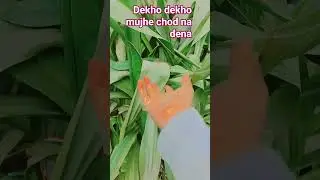 Dekho dekho mujhe chod na dena # shorts video # yt studio # youtube shorts