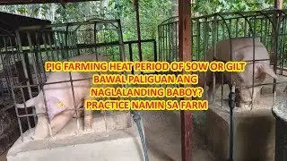 PIG FARMING HEAT PERIOD| BAKIT BAWAL PALIGUAN ANG NAGLALANDING BABOY? | OUR FARM PRACTICE |