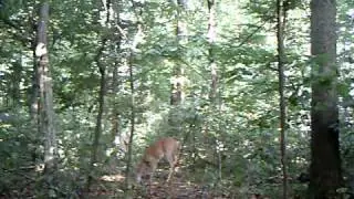 Primos Truth Cam 46 #1
