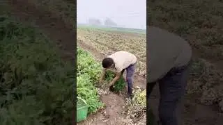 Manual peanut harvesting skills #farming #shorts