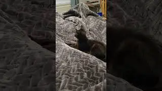 kitten play😻  #kittens #cat  #playful
