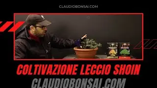 COLTIVAZIONE LECCIO BONSAI SHOIN