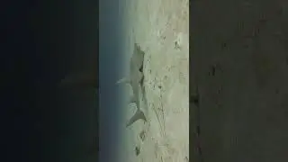 strange Guitar shark