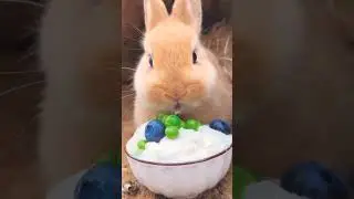 #rabbit #rabbitsofinstagram #animal #animalphotography #viraltrick #shortsvideo