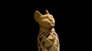 Peek Inside Cat Mummies With New X-ray Images