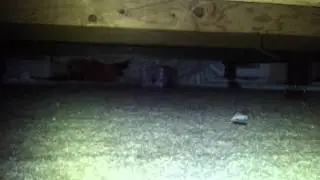 Kitten vs rocket balloon