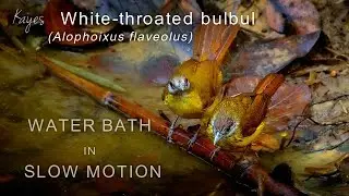 white throated bulbul Alophoixus flaveolus WATER BATH IN SLOW MOTION