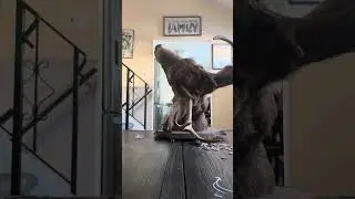 How did Smilodon and other sabertooth cats kill their prey?