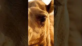 Camel Life in the Desert &ndash; Real Survival |Camel vs Desert &ndash; Who Wins? 🐪🌵Desert King Camel &ndash; 😍