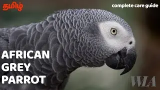 AFRICAN GREY PARROT | CONGO GREY/ TIMNEH PARROT COMPLETE CARE GUIDE IN தமிழ்