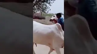 dhani bull lover ll dhani bull #shorts #subscribe