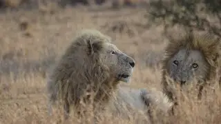Kruger National Park Satara to Pretoriuskop - Casper the white lion