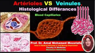 Histology  of Arterioles, Veinules & Blood Capillary structures Dr Amal Mohamed Moustafa