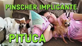 PITUCA A PINSCHER IMPLICANTE