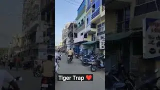 #tigertrap #viralvideo #youtubeshort #ДикаяЛьвица