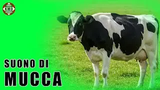 Il suono della Mucca: Il vero muggito della fattoria &ndash; SUONI DI ANIMALI 🐄
