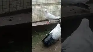 kabootar #pigeon #search #birds #love #pets