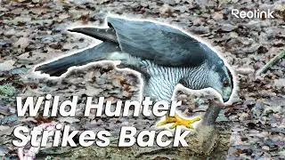 Raw Nature Instincts | Wild Animal Moments in 4K