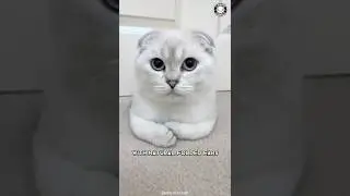 Шотландская вислоухая кошка 🐱 Самая милая порода кошек