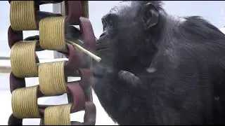 Bonobo Enrichment at the Ape Cognition and Conservation Initiative (ACCI)
